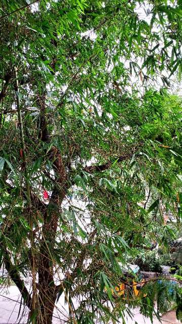 1 BHK House for Rent  In Hi...