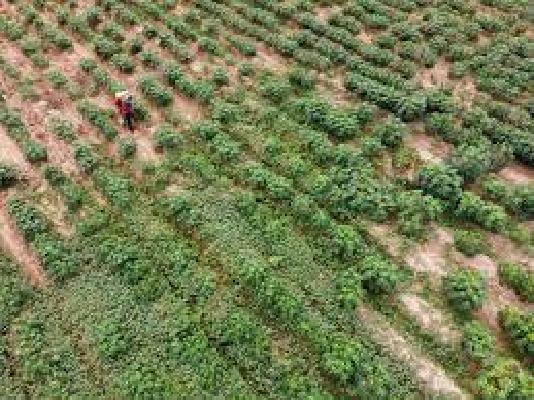 MR Rainbow Misty Greens