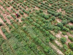 MR Rainbow Misty Greens