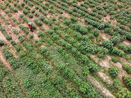 MR Rainbow Misty Greens