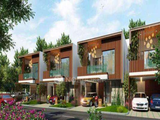 Daiwik Salvina Sapphire 