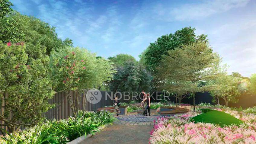 Akanksha The Camelia