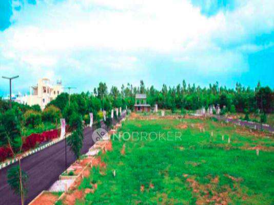 Varada Sizzle Evergreen