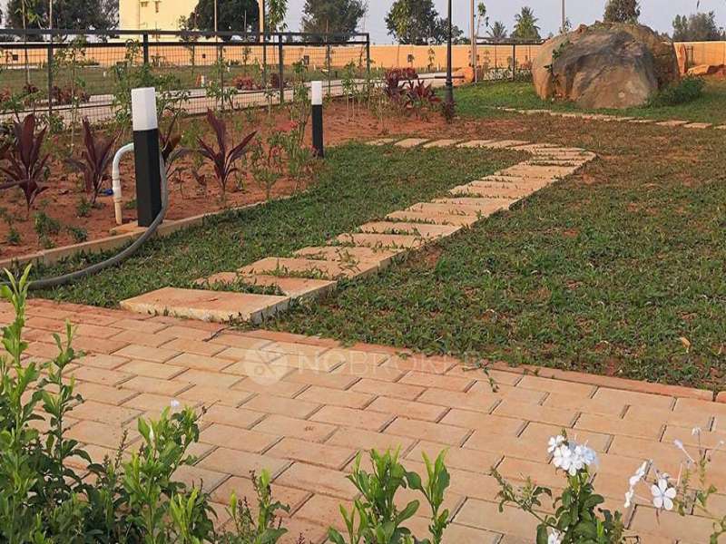 Royal Palm Over the Rainbow