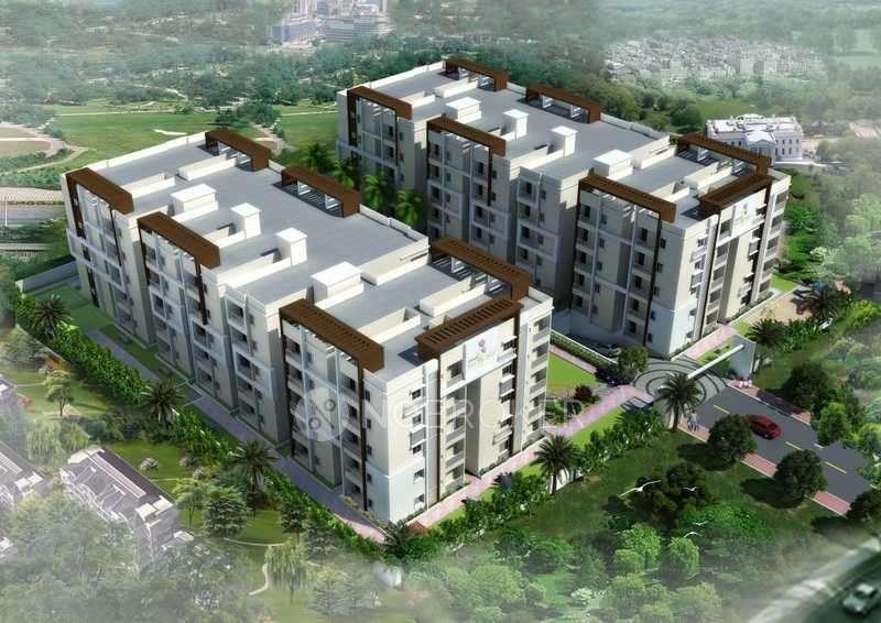 Laxmi Daffodil Block Of Bandari Blossoms