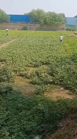 Plot For Sale  In Mundka