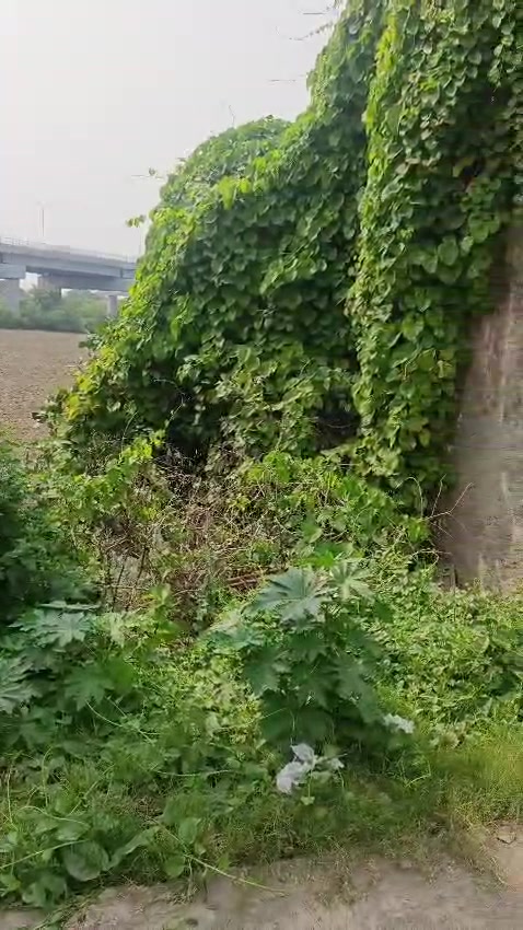 Plot For Sale  In Jai Vihar...